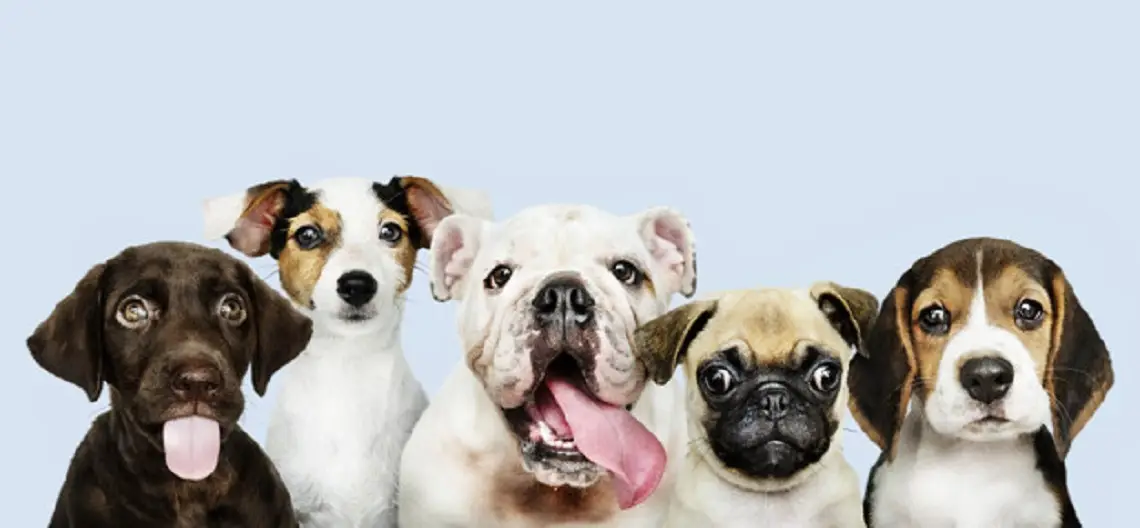 Bianca Enricone - Tratamento Vibracional para Animais - Foto Divulgação