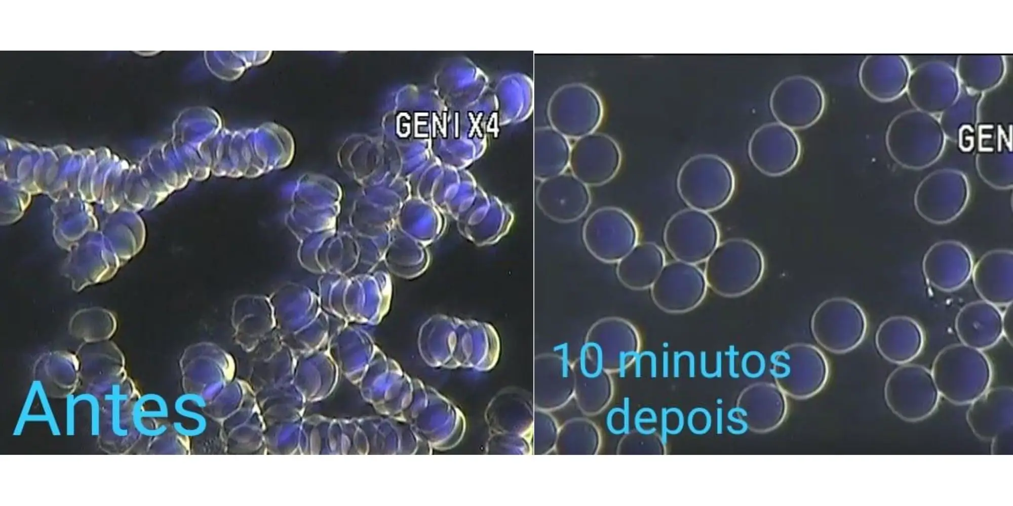 Bianca Enricone - Microscopia de Campo Escuro - Foto Divulgação