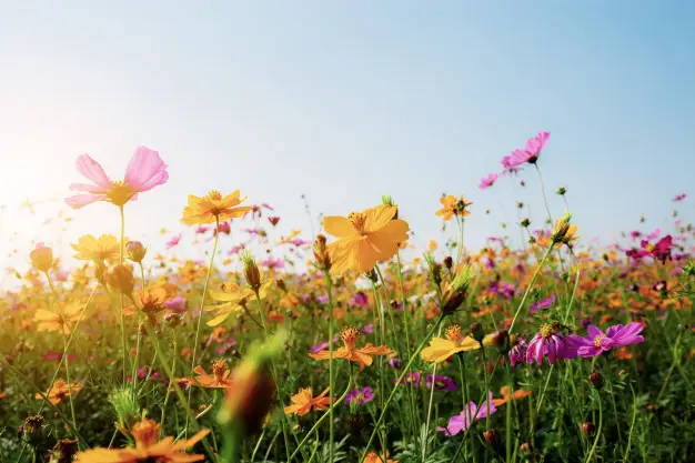Bianca Enricone - Chegou A Primavera! Será Que Tudo São Flores? - Detox Kriyá - Foto Divulgação